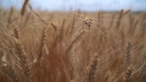 Ähren des reifen Weizens auf dem Feld — Stockvideo