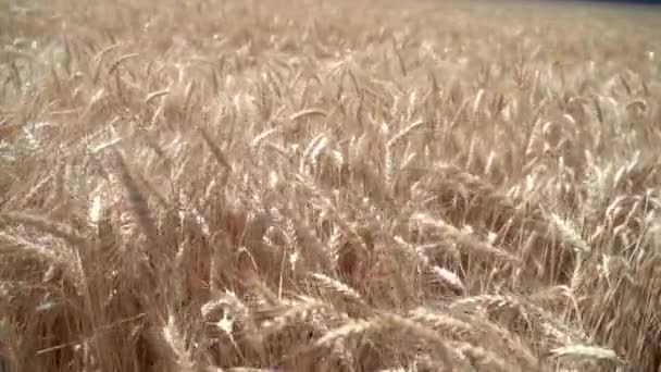 Ähren des reifen Weizens auf dem Feld — Stockvideo