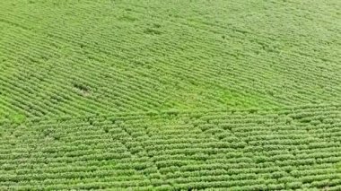 Yeşil ayçiçeği tarlası. Hava videosu