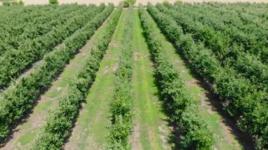 Yazın elma bahçesi. Hava videosu