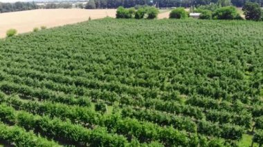 Yazın elma bahçesi. Hava videosu