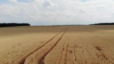Olgun buğday tarlası. Hava videosu