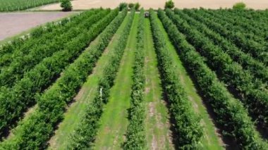Meyve bahçesindeki traktör. Hava videosu