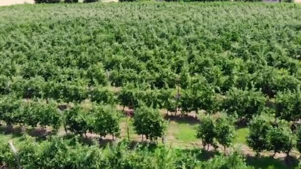 Huerto de manzanas en el verano. Vídeo aéreo — Vídeo de stock