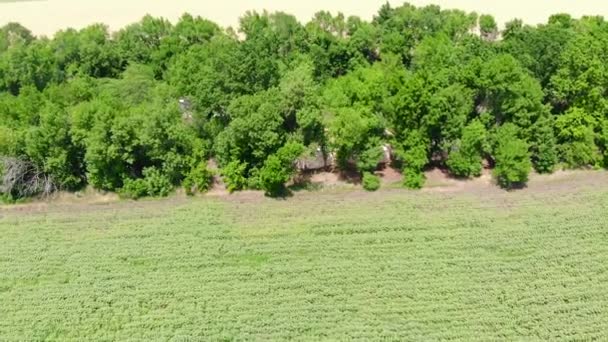 Forest belt with cars. Aerial video — Stock Video