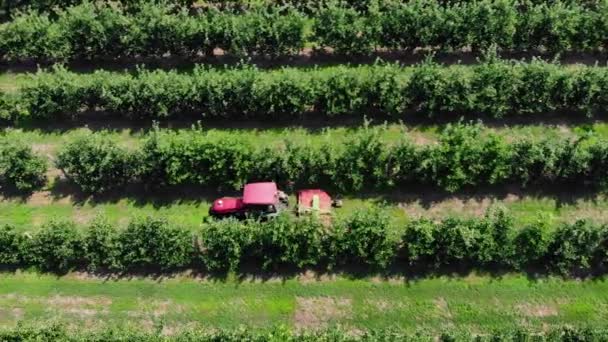 Traktor im Obstgarten. Luftbild — Stockvideo