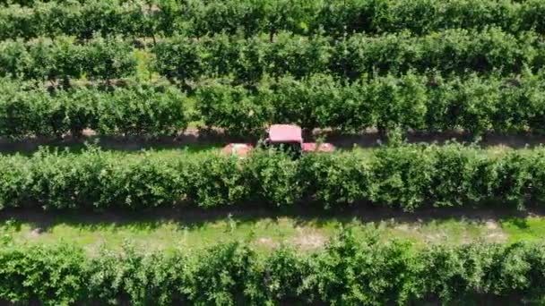 Tracteur dans le verger. Vidéo aérienne