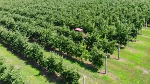 Tracteur dans le verger. Vidéo aérienne