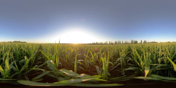 Pola kukurydzy 5K 360 VR w wirtualnej rzeczywistości — Wideo stockowe