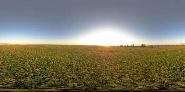 Campos de sorgo de realidad virtual de 5K 360 VR — Vídeo de stock