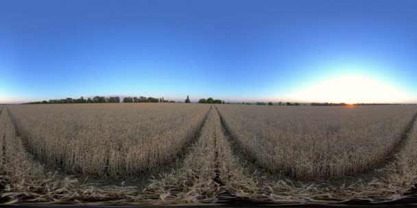 Champs de blé de réalité virtuelle 5K 360 VR — Video