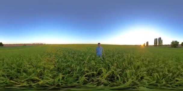 4K 360 VR Man in a field of sorghum — Stock Video