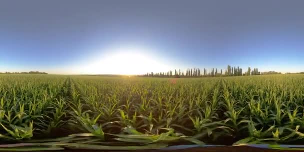 4K 360 VR Hombre en un campo con maíz — Vídeo de stock