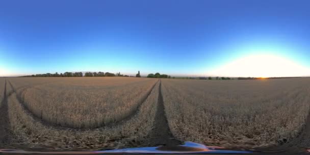 4K 360 VR Homme marchant dans un champ de blé — Video
