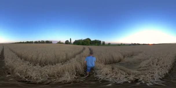 4K 360 VR Man wandelen in een tarweveld — Stockvideo