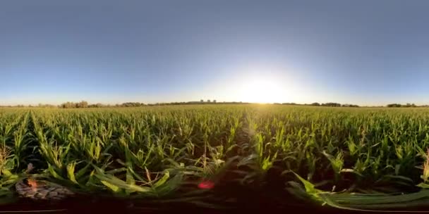 4K 360 VR Człowiek na polu z kukurydzą — Wideo stockowe