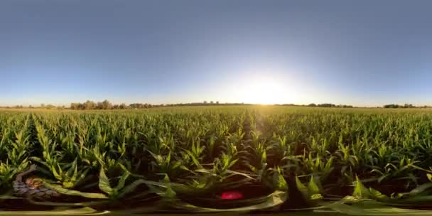 4K 360 VR Mann in einem Feld mit Mais — Stockvideo