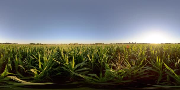 4K 360 VR VR Corn Fields — 비디오