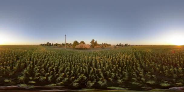 4K 360 VR Un hombre en un campo con un girasol — Vídeo de stock