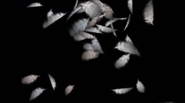 4 kuş tüyü düşen k.