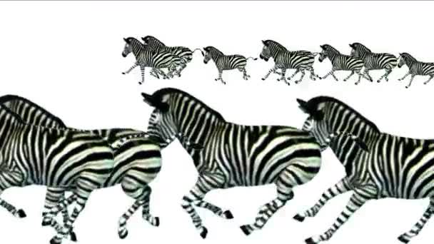 グループ馬ロバ シマウマ動物シルエット移行の実行 アフリカの草原 自然の背景 — ストック動画