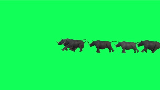 Rhino Herd Running Dust Animals Migration Africa Grasslands Nature — Stock Video