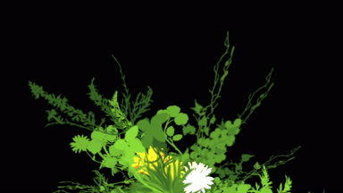 4 k yemyeşil çiçek bitkileri büyüyen otlar çalılar çalılar bitki yaprakları.