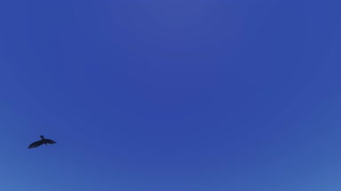 4k üzerinde mavi gökyüzü, cennet sahne uçan kartal.