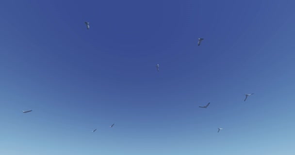 Gaviotas Volando Cielo Azul — Vídeo de stock