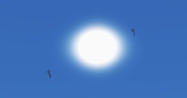 Gaivotas Voando Sobre Luz Solar Raios Sol Erupção Solar Cena — Vídeo de Stock