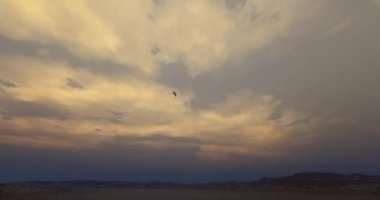 4 k kartal hovering vahşi doğada gece karanlığında.