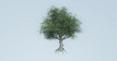 4 k yalnız bir ağaç ve bahar rüzgarda sallanan kök.