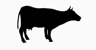 4 k sığır yemek çimen, 3d çizgi film, hayvan, hayvan siluet.