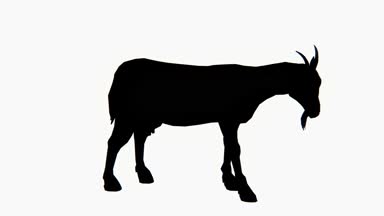 4 k yalnız koyun ya da yemek antilop çimen, Hayvancılık, hayvan siluet.