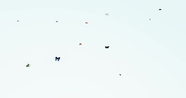 Flying Butterfly Silhouette — Stock Video