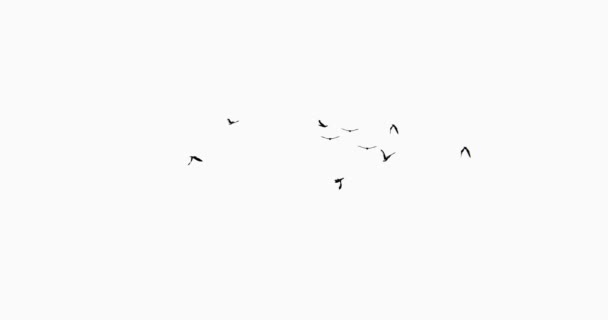 Létající Ptáci Silueta — Stock video