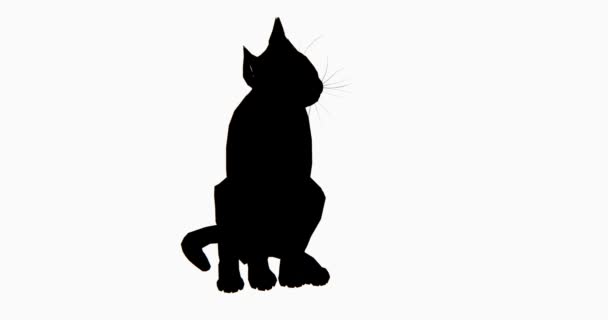 Cat Sits Lick Body Cartoon Lovely Pet Kitty Animal Silhouette — Stock Video