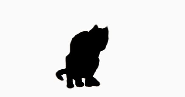 Kočka Sedí Lízat Tělo Kreslený Lovely Pet Čiči Zvířecí Siluetu — Stock video