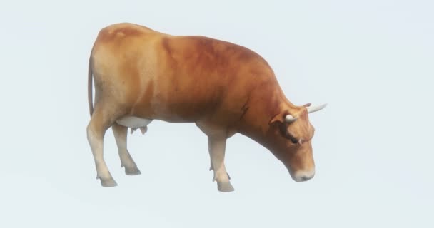 Cattle Eating Grass Cartoon Livestock Animal Silhouette — Stock Video ©  happypuss #200614240