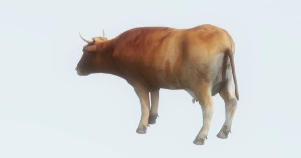 牛食べる草 動物のシルエット — ストック動画