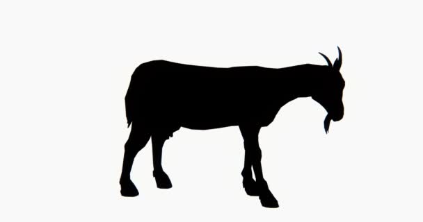 Alone Sheep Antelope Eating Grass Livestock Animal Silhouette — Stock Video