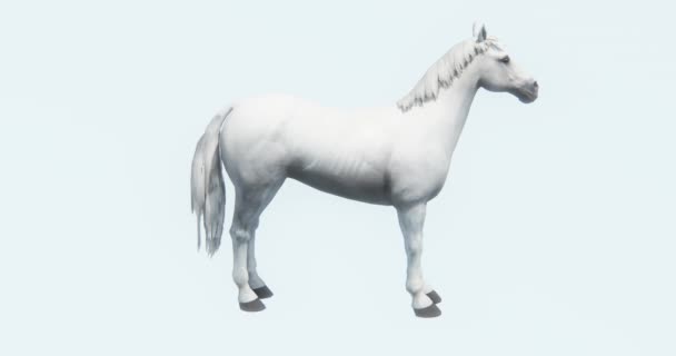 Biały Koń Zwierzę Źrebak Sylwetka Życia Dzikich Zwierząt Farm Piękny — Wideo stockowe