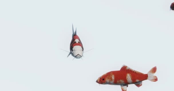 Μια Ομάδα Κόκκινο Ψάρι Κολύμπι Καρτουν Ζώων — Αρχείο Βίντεο