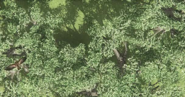 4k surplombent l'aigle et les oiseaux volant au-dessus d'un arbre du ciel, scène rurale . — Video