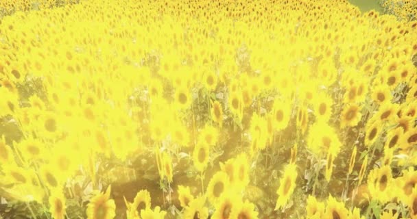 4k girasol y rayos del sol del brillo, paisaje brillante del campo . — Vídeo de stock