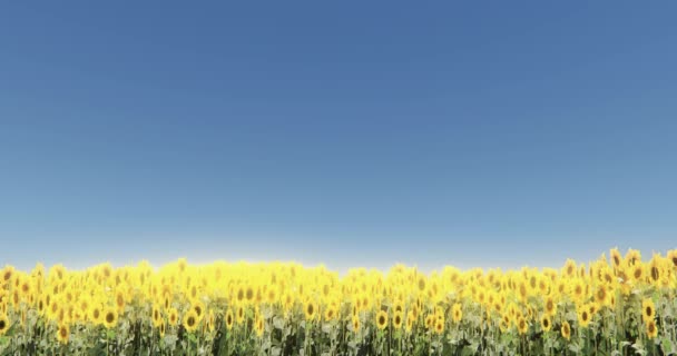 4k girasol y rayos del sol del brillo, paisaje brillante del campo . — Vídeo de stock