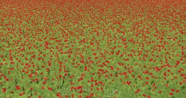4 k rode papaver & coquelicot in wind, natuur. — Stockvideo