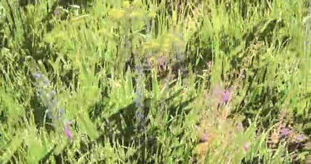 Flor da cor 4k & grama no vento, paisagem natural . — Vídeo de Stock