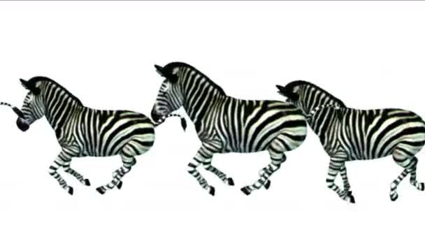 Group Horses Donkeys Zebras Animals Silhouette Migration Running Africa Grasslands — Stock Video