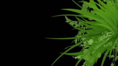 4 k yemyeşil çiçek bitkileri büyüyen otlar çalılar çalılar bitki yaprakları.